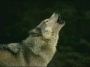 Straydog