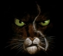 Carlitoon