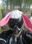 l4pinoo