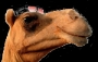 CHAMOX